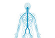 © Lina - Back view diagram of the human nervous system in blue outline