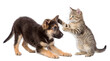 © Jennafer - An adorable German shepherd puppy in a playful stance with a cute tabby kitten, isolated on transparent background.