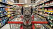 © Vyatcheslav - Tabby cat sitting in a red shopping cart in a supermarket aisle. Funny domestic pet wearing a collar looking at camera inside a grocery store
