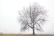 © a40757se - Fog, tree, bench by lake