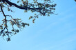 © JavierAugusto - Oak tree branches with moss against a light blue sky with copy space.