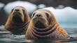 © Biancaart - Curious Walruses Emerging from Arctic Waters, Close-Up Portrait with Detailed Texture