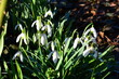 © Wolf Steppe - A cluster of delicate white snowdrops blooming among green leaves in the sunlight, signaling the early arrival of spring