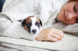 © Tatyana Gladskih - Child girl lying on rug with small Dog at home