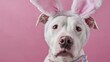 © Honey - A white pitbull wearing bunny ears on a pink background looks directly at the camera with a curious expression.