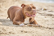 © Goodwoon Mallorca - muscular brown dog lying on sandy beach holding a stick with its paws while chewing and resting during outdoor play near the sea, relaxed companion animal behavior on coastal sand, American Bully
