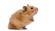 © Ciara - Adorable golden Syrian hamster standing on hind legs, looking curiously to the right, a cute pet rodent isolated on transparent background, studio shot PNG