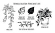 © ProAssets - Botanical collection of pothos houseplant illustrations for indoor garden lovers