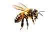 © bantal - A close-up view of a honeybee in flight, showing its body, wings, and legs against a pure white background. The insect is in sharp focus