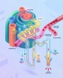 © Bendjamin Jusuf - Diagram Illustrating the Functional Anatomy of the Nephron in the Human Kidney and Urine Excretion Process