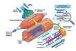 © Bendjamin Jusuf - Skeletal Muscle Contraction A Detailed Illustration of Sarcomere Function and Neuromuscular Junction Activity