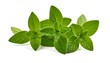 © kunci - A cluster of fresh green herb leaves, featuring serrated edges, arranged against a clean white backdrop, highlighting their natural texture and vibrant color