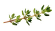 © Gael - Isolated fresh green thyme sprig, a healthy aromatic culinary herb for seasoning dishes