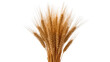 © Isolde - Isolated bunch of golden wheat ears, ripe cereal grain stalks ready for harvest, natural agriculture
