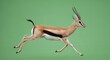 © Amelia - Dynamic Impala Antelope Running Through Natural Habitat in Motion
