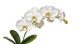 Isolated elegant white Phalaenopsis orchid branch with green leaves and fresh bud
