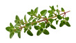 © Maria - Isolated fresh green marjoram herb sprig, fragrant and aromatic culinary ingredient