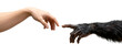 © Juwon - Conceptual Connection Between Human and Primate