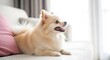 © NEUROGRID MEDIA - Charming Pomeranian dog relaxing on a comfortable couch indoors