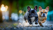 © Aliaksandra - Two playful French bulldogs running toward camera in park at golden hour, energetic pets and adorable dog portrait