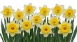 © Ranju - A beautiful collection of bright yellow daffodils arranged in a row against a plain white background