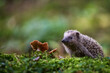 © Rudolf - Curious European hedgehog (Erinaceus europaeus) exploring mossy forest floor with mushrooms