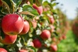 © Kristina - Fruit orchard has many red apples ready for harvest in sunny weather during late summer season