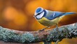 © Judith - Eurasian Blue Tit Cyanistes Caeruleus Perching On A Branch