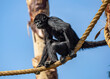 © Evgeniy - These images highlight the role of zoos in preserving biodiversity.