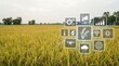 © Mitali Creative  - Smart Agriculture Technology and Data Analysis in Golden Rice Field