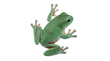 © Christina - A beautiful green white's tree frog, Litoria caerulea, observed from a high-angle view.