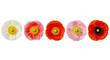 © Ardith - five distinct, vibrant poppy flowers (white, pink, orange, red) arranged horizontally, ultra-realistic flat lay against a transparent studio background. concept of floral diversity and beauty