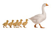 © Alexander - Majestic white goose leading five adorable yellow ducklings in a row, walking forward isolated on transparent background, a heartwarming family moment