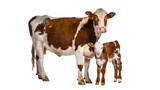 Brown and white adult cow and her young calf standing together, a beautiful farm animal family isolated PNG on transparent background