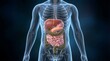 © Rafli - Human Internal Organs and Digestive System 3D Medical Illustration