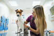 © Gonzalo Infiesta - Veterinarian examining dog with stethoscope in clinic