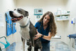 © Gonzalo Infiesta - Veterinarian performing checkup on pit bull dog at clinic