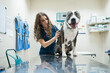 © Gonzalo Infiesta - Veterinarian examining a happy dog in animal clinic