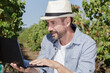 © auremar - man vintner using laptop in vineyard