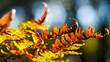 © Anthony - Feuilles de fougère et de chêne, dans la forêt des Landes de Gascogne