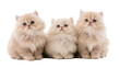 © Sindre - Isolated three adorable fluffy light-colored Persian kittens posing together looking at camera
