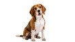 © Radovan - Isolated adorable beagle dog sitting and looking at the camera with a happy friendly expression