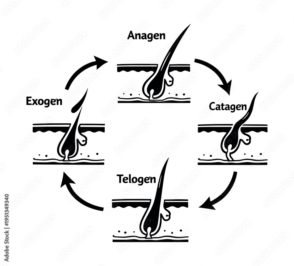 Hair Process Hair growth cycle diagram showing anagen, catagen, telogen, and exogen ...