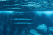 © Connect Images - Two long, slender fish swim gracefully in clear blue underwater rocks. La Posa Beach, Baja California Sur, Mexico