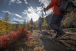© ANDREY - Back view of group of hikers with backpacks and trekking poles walking on mountain trail during autumn journey with bright sun and scenic forest landscape for travel adventure concept.