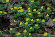 © leomalsam - Winter aconites in the forest