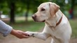 © Mary - Labrador dog shaking hands with owner in green park setting