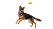 © Irina - Energetic German Shepherd dog in mid-air, playfully jumping to catch a bright yellow tennis ball, isolated PNG on transparent background, dynamic pet action shot
