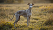 © Alexis - whippet