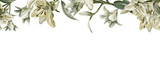 Template of seamless border of white lilies in watercolor clipart as a symbol of purity and innocence.Decoration for funeral,wedding,Communion,christening,decoration of religious printed products